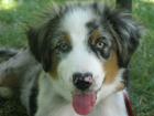 AUSTRALIAN SHEPHERD gut erzogen, gechipt, geimpft, entwurmt,