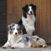 Australian Shepherds Welpen mit FCI Papiere