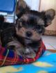 Yorkshire Terrier/ Yorki welpen