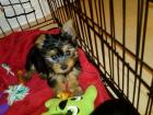 3 süsse Yorkshire Terrier Babys suchen Dosenöffner