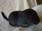 Junge Chinchillas suchen ein Zuhause