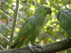 Gebe ab einen Blaustirnamazonenhahn aus eigener Zucht 