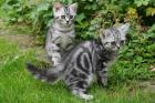 2 Whiskas- Kitten Silvertabby BKH abzugeben