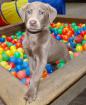 SELTENE silberne Labrador Welpen haben Ihre Köfferchen gepackt!