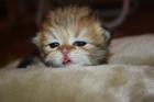 Wunderschönes Exotic Shorthair Mädchen sucht ein liebevolles Zu Hause!!