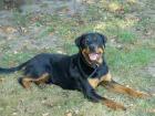 Rottweiler Junghunde abzugeben