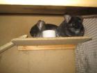 Chinchilla Pärchen Blackvelvet und Black