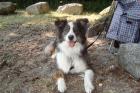 Lieber 3-jähriger Australian Shepherd