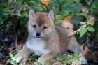 Shiba inu welpen