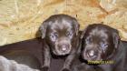 HURRA!!! Unsere choco Labrador-Welpen sind da