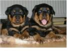 Rottweilerwelpen abzugeben