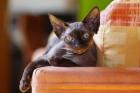 DEVON REX KATERCHEN VALMONT REXCLUSIVE