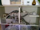 Degus + Gehege