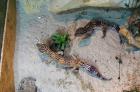 Leopardgeckos mit Terrarium zu verkaufen