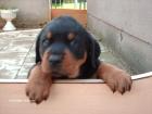 Rottweiler welpe