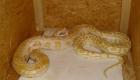 Tigerpython Albino Weibchen