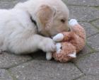 Bildhübsche Golden Retriever Welpen aus Hobbyzucht mit Pap.