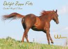 Delight Zippo Fritz  Quarter-Horse-Hengst