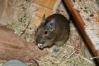 Zwei Degu-Weibchen an liebevolle Hände abzugeben