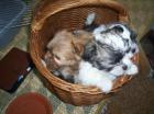 Verkaufe Shih Tzu - Yorkyshire Mischlingswelpen