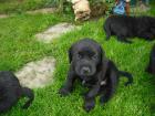 Super-süße schwarze Labrador Mischlingswelpen