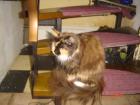 Maine Coon Dame 4Jahre jung sucht neues zuhause