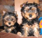 Yorkshire Terrier Welpen