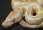 Zuchtsaison2021 Python regius 