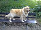 Golden Retriever mit Papieren