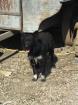 Border Collie Mischling 