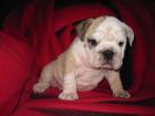 English Bulldog Welpe sucht ein neues Zuhausw