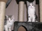 2 Katzenkinder (Geschwister), beide weibl., Mischlinge