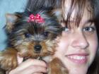 Suche Yorkshire Terrier Welpen oder Biewer 