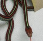 Thamnophis sirtalis tetrataenia