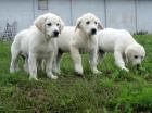 Golden Retriever Hündinnen