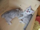 Silver Tabby Kitten