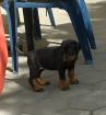 Dobermann Welpen