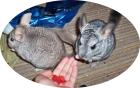 2 Süße Chinchilla Böcke suchen neues liebevolles Zuhause