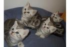 4 BKH Boys in Black Silver Classic Tabby suchen neues Zuhause