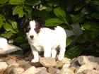 Jack Russell Terrier - der Gute-Laune-Hund