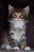 Typvoller Maine Coon Kater