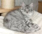 Deutsche Waldkatzen - German Angoras  ! Zwei Kitten in blue silver tabby sofort 