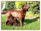 Labrado-Retriever vom Thüringer Wald