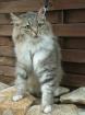 Norwegische Waltkatze Perser Mix Dame sucht neues zu Hause