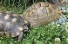 1.2 NZ2021 Testudo marginata und Babys Schildkröten