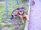 Schäferhundmischling, Rüde, 2 Jahre 8 Monate alt