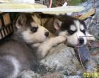 10 Huskywelpen, Siberian Husky Welpen, sibirische