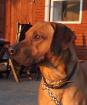 Rhodesian Ridgeback Deckrüde