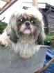 SHIH TZU Rüde 1 Jahr zu verkaufen