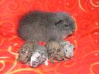 Meerschweinchen CH Teddy Babys